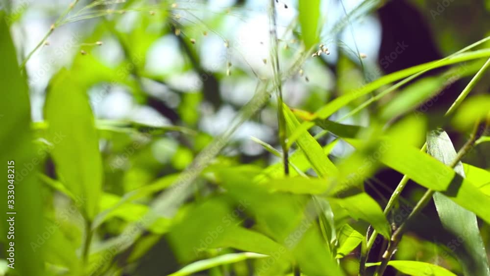 Videos of grass with elements of morning sunlight and blur or bokeh effects. This footage with smooth camera movement. Videos of grass with elements of morning sunlight and blur or bokeh effects. This footage with smooth camera movement.