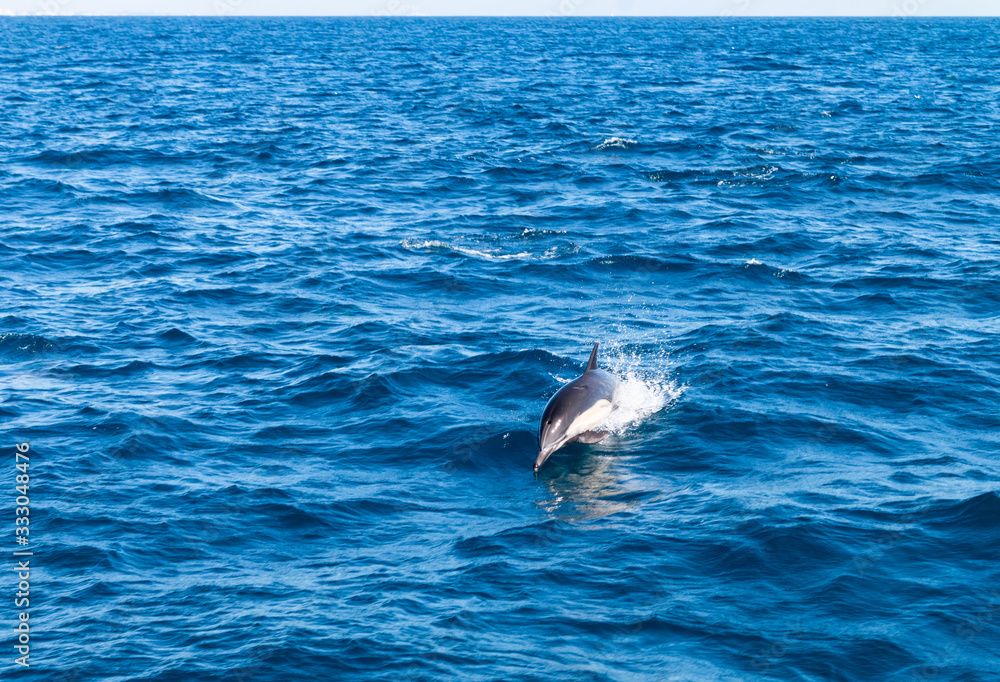 Naklejka premium Dolphin Near Ventura County, California 