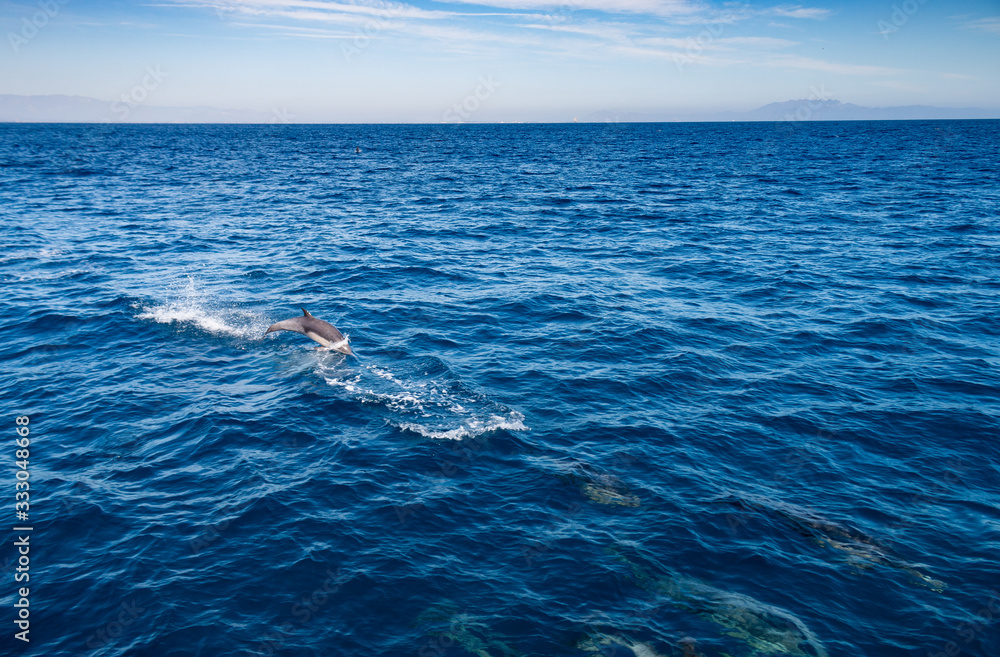 Dolphin Near Ventura County, California Dolphin Near Ventura County, California