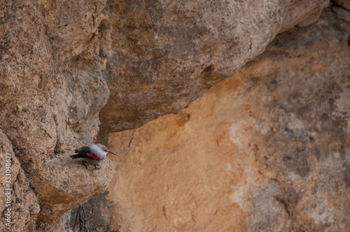 A wallcreeper (Tichodroma muraria) in a rock cliff.