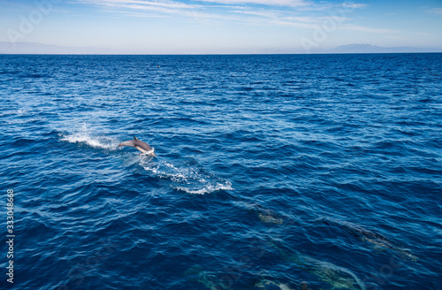 Dolphin Near Ventura County, California  © Stefany Hedman