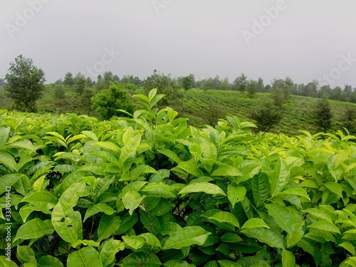 natural scenery of green tea plantations is truly beautiful in view