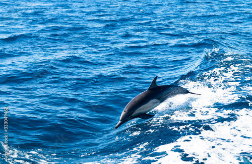 Dolphin Near Ventura County, California 