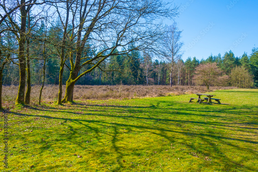Heather in a field in a forest below a blue sky in sunlight in spring