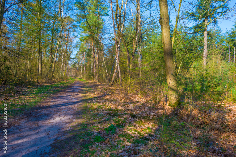 Beech trees in a forest below a blue sky in sunlight in spring