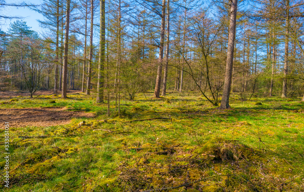 Pine trees growing into a blue sky in a pine forest in sunlight in spring Pine trees growing into a blue sky in a pine forest in sunlight in spring