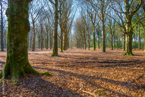 Beech trees in a forest below a blue sky in sunlight in spring