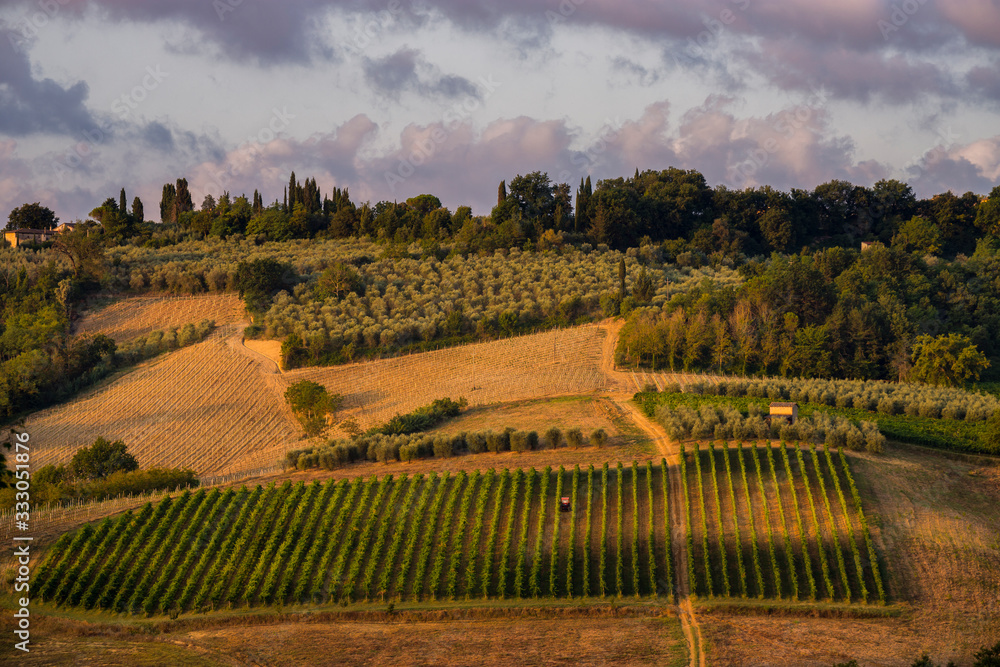 Chianti vineyards near San Gimignano at sunrise, Tuscany, Italy.
