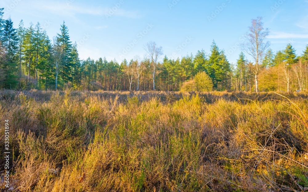 Heather in a field in a forest below a blue sky in sunlight in spring