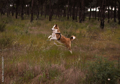 dog running in forest