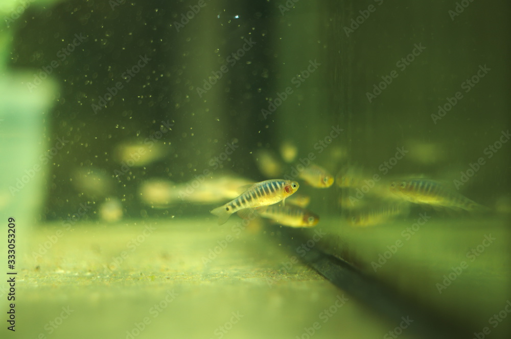 Microrasbora erythromicron tropical fish in aquarium