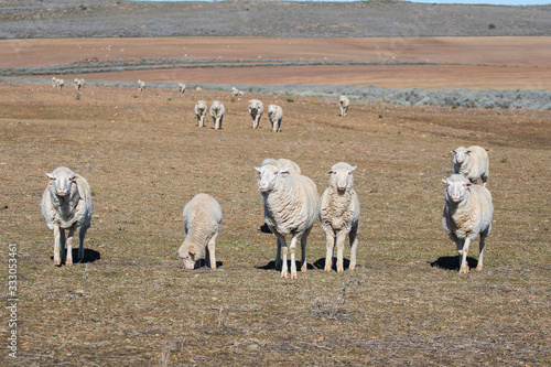 Close up view of some Merino sheep in a flock on a Karoo farm just outside Touwsrivier in the western cape of south africa photo