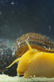 Tylomelania sp. snail in aquarium