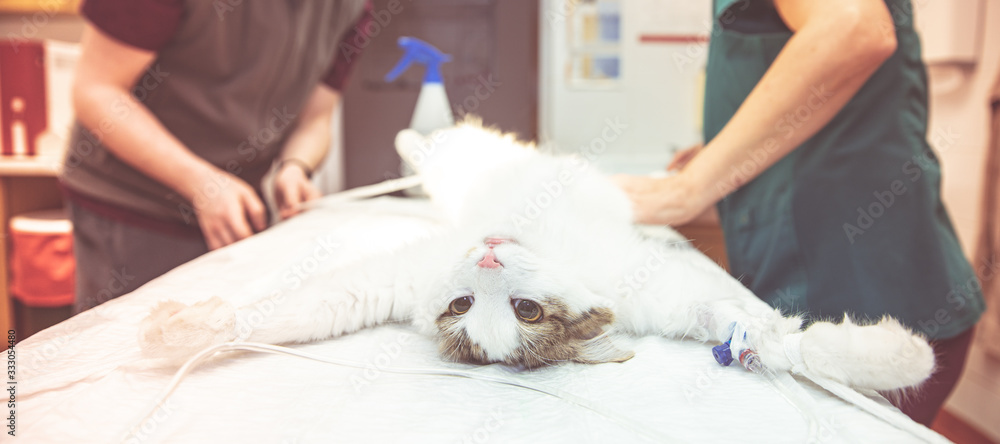 preparing the cat for surgery at the veterinary clinic preparing the cat for surgery at the veterinary clinic