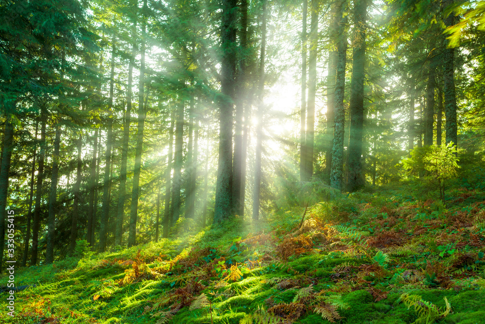 Beautiful forest in summer Beautiful forest in summer
