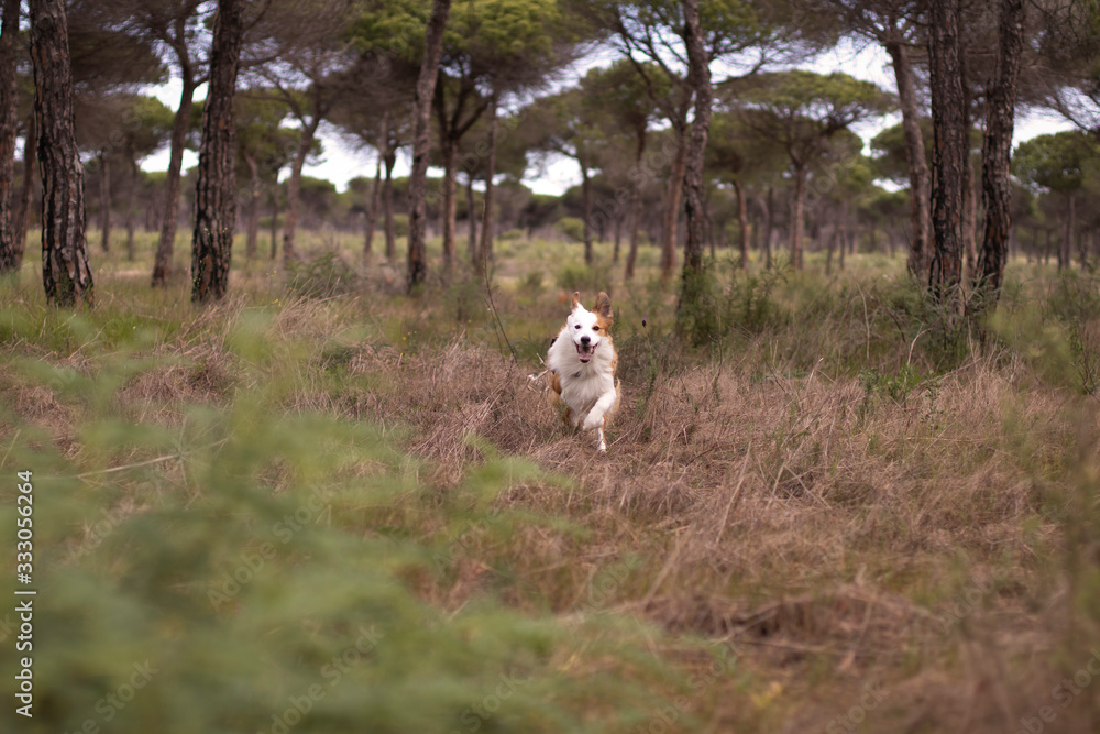 dog running in forest dog running in forest
