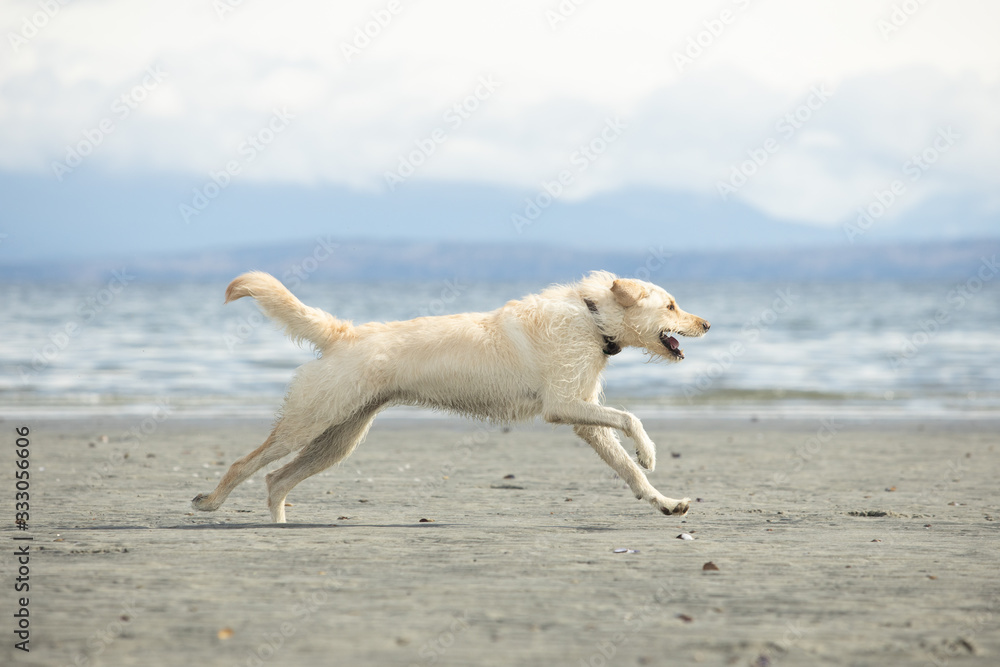 dog running on the beach on Vancouver island Canada with ocean and mountains in the distance dog running on the beach on Vancouver island Canada with ocean and mountains in the distance