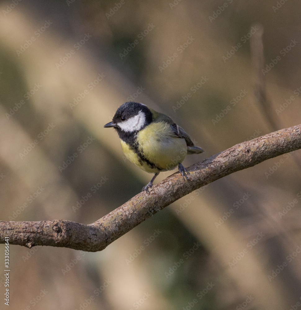 Great tit portrait Great tit portrait