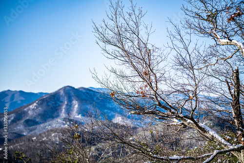 tree in mountains