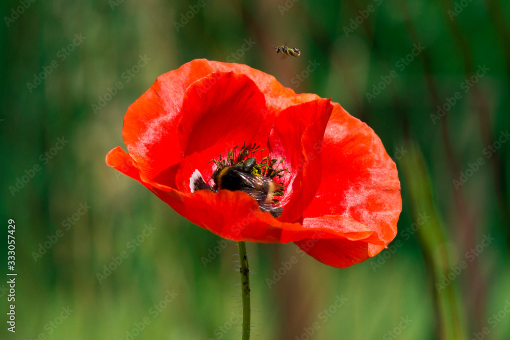 A red poppy on the green background revealin the life of insects in macro.