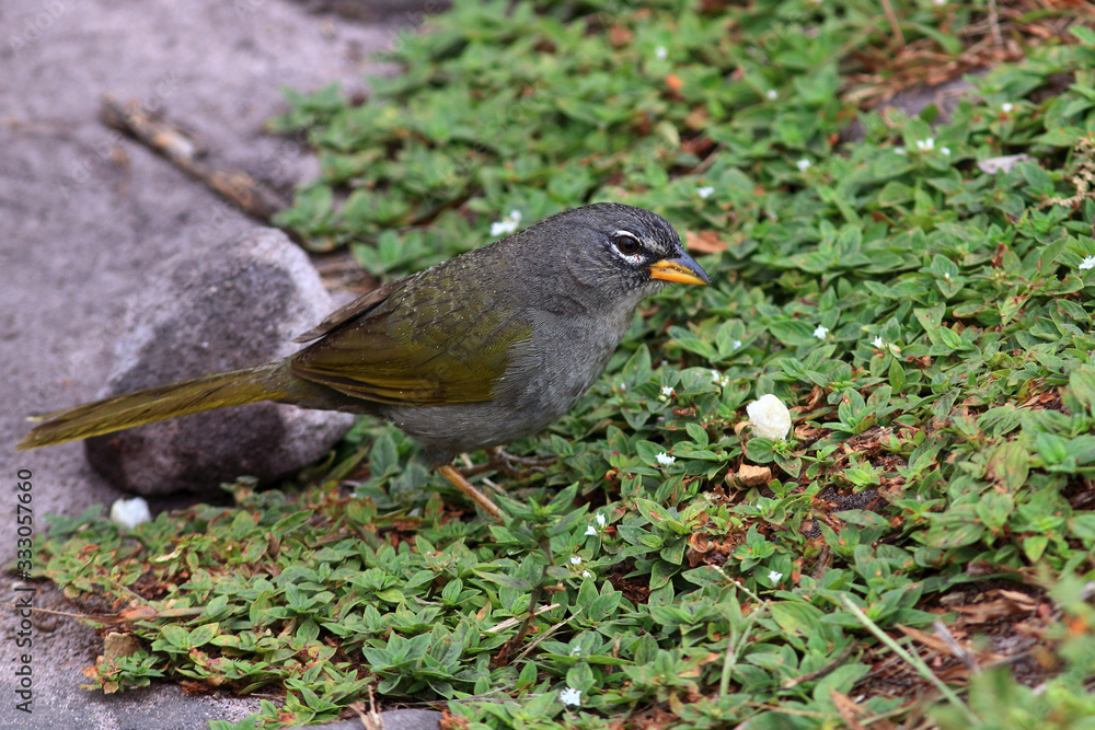 photo of the Pale-throated Pampa-Finch. rare endemic bird of the Chapada Diamantinha, Bahia, Brazil photo of the Pale-throated Pampa-Finch. rare endemic bird of the Chapada Diamantinha, Bahia, Brazil