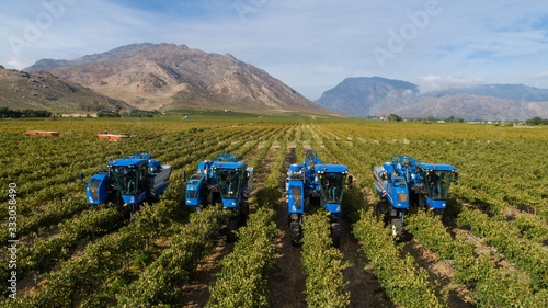 Aerial photo of grape harvesters harvesting grapes in the cape winelands in south africa