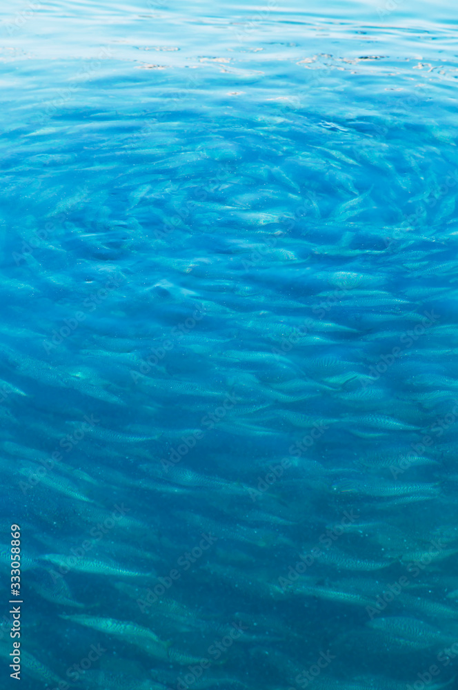 Fresh Living Fish Photographs in the Water Fresh Living Fish Photographs in the Water