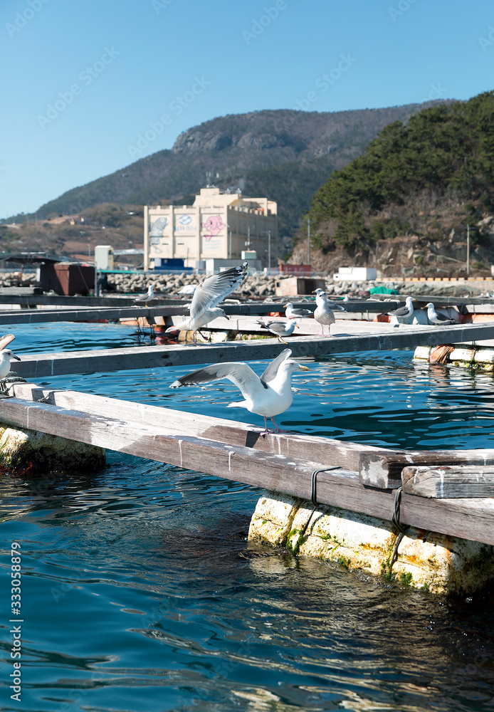 Fishing Village View Photographs in the Sunny Day