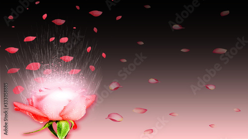 Rosa pétalas ao vento