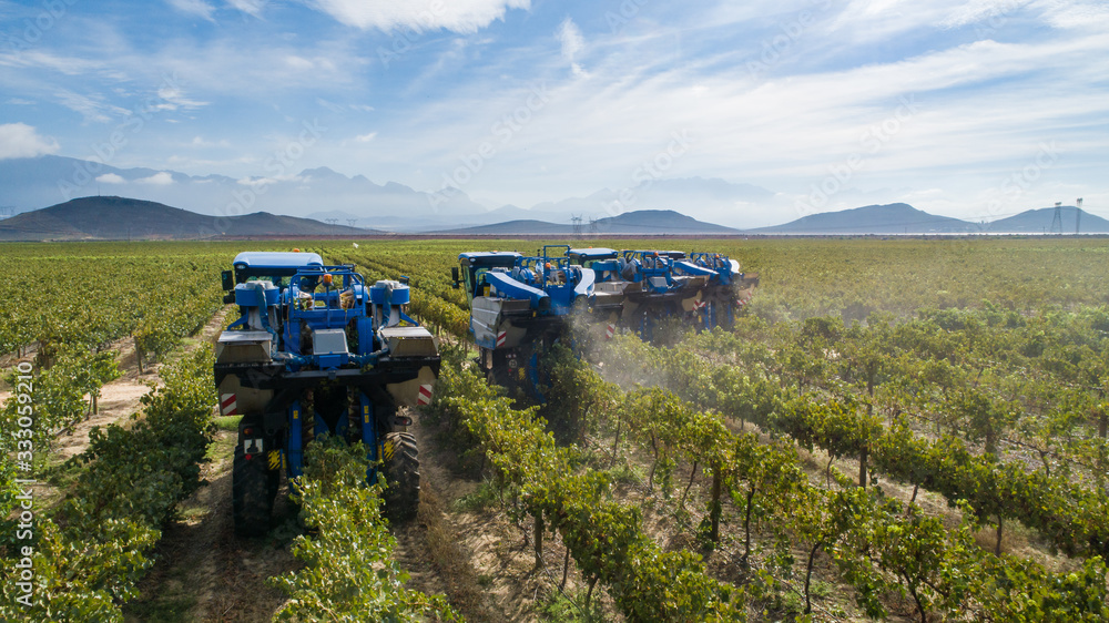 Fototapeta premium Aerial photo of grape harvesters harvesting grapes in the cape winelands in south africa