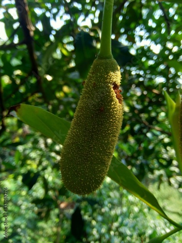 Baby jack fruit or jack fruit flower. Indonesian call it babal. photo