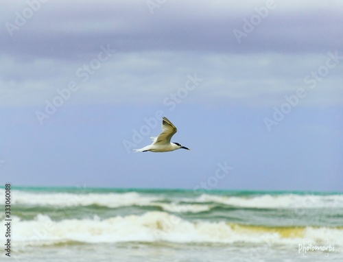 seagull on the beach © Diego