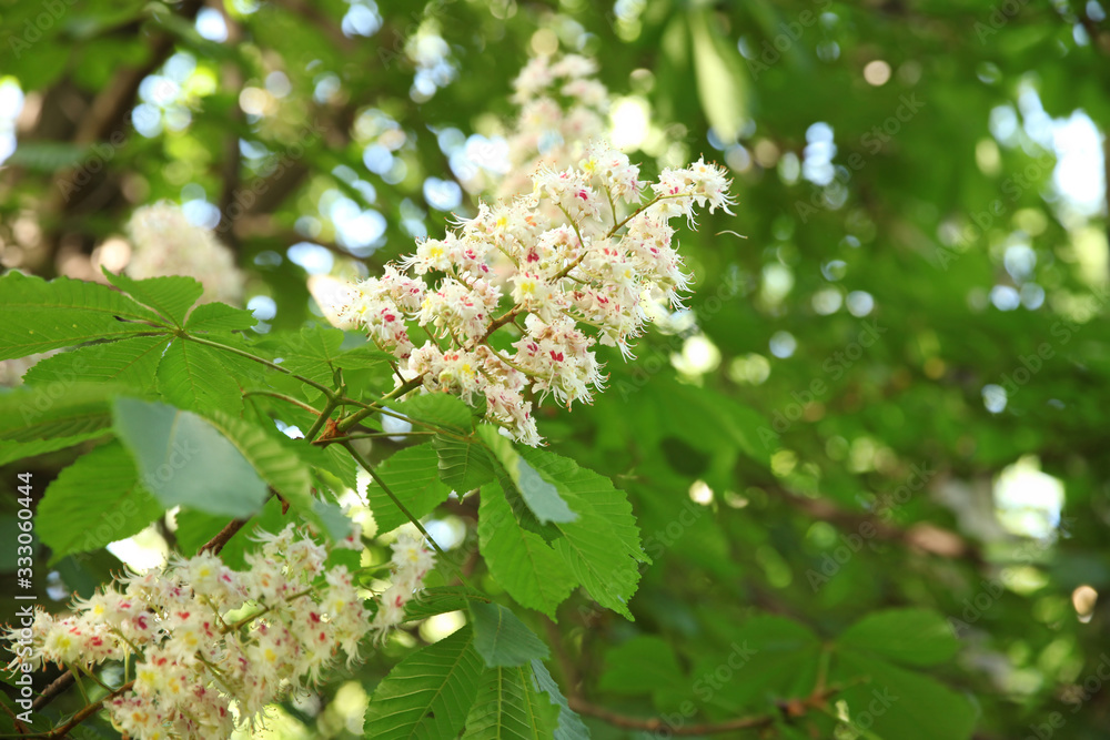 Flowering chestnut, just blooming in early spring Flowering chestnut, just blooming in early spring