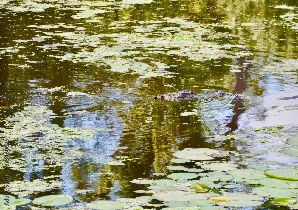 Large Florida alligator Large Florida alligator