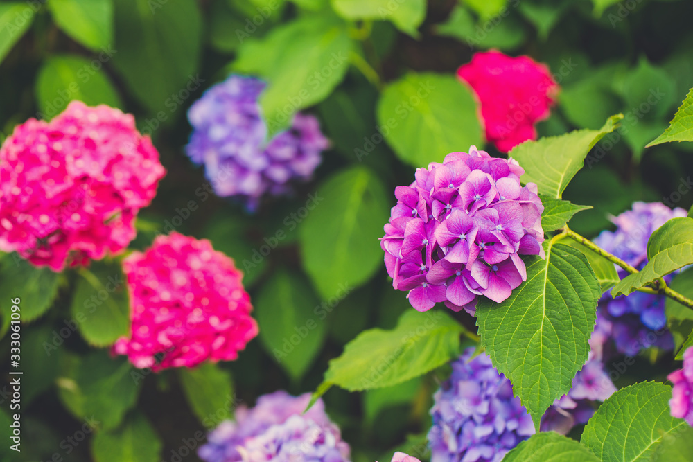 Blooming pink and purple hydrangea or hortensia background. Spring or summer garden. Close up, selective focus Blooming pink and purple hydrangea or hortensia background. Spring or summer garden. Close up, selective focus