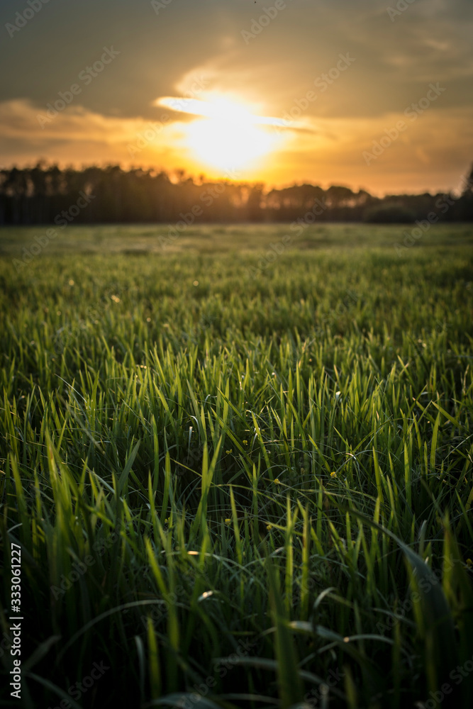 Fototapeta premium Sunset