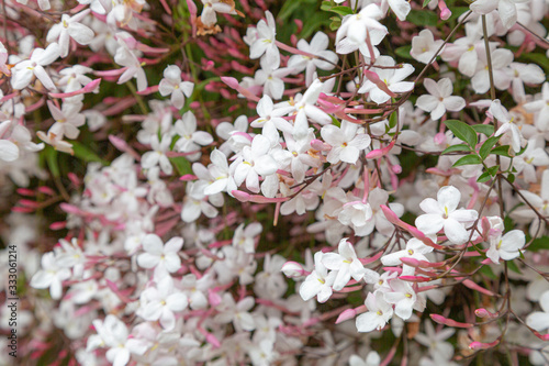 Closeup photo of white and pink star jasmine in bloom.