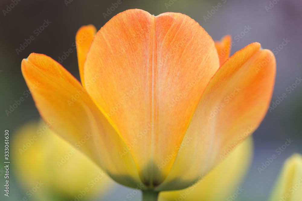 Beautiful Tulips on a Spring Afternoon Beautiful Tulips on a Spring Afternoon