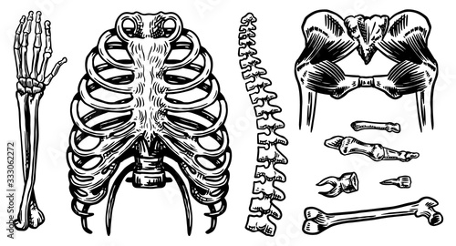 Anatomy of human bones and muscles set. Organ systems. Body and Thorax and pelvis. Elements collection. Leg and arm. Hand drawn engraved biology illustration.