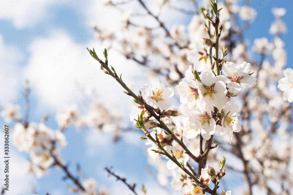 Branch of a blossoming tree with beautiful flowers on the natural background. Spring card easter concept. 