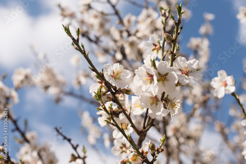 Branch of white blossoming tree with beautiful flowers on the blue sky background. Spring card easter concept. 