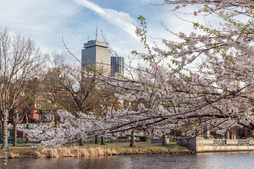 Obraz premium Cherry Blossom in Boston City