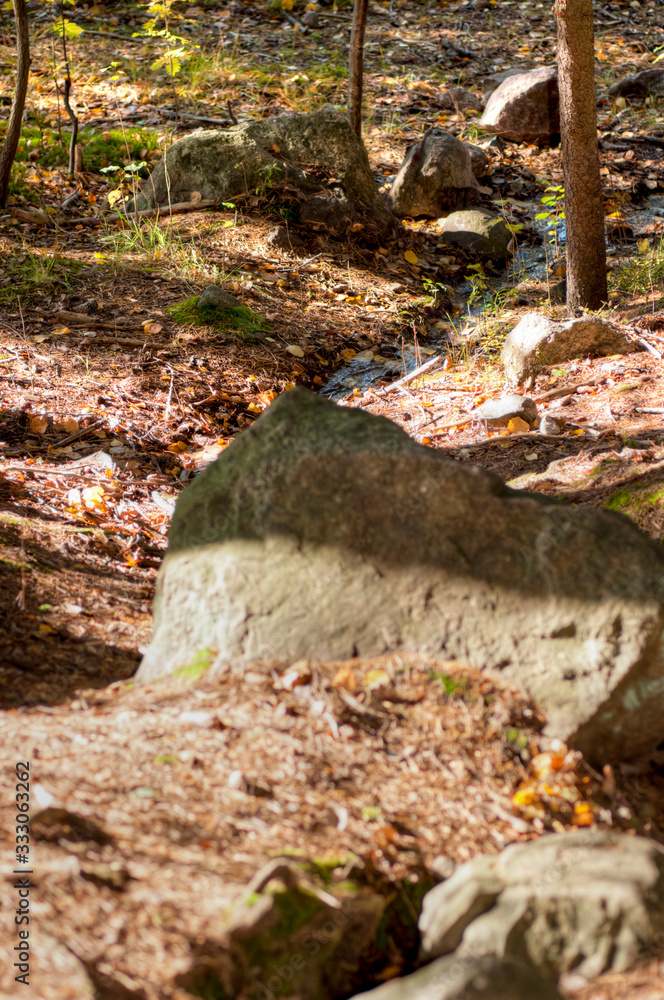 Obraz premium stream in the woods