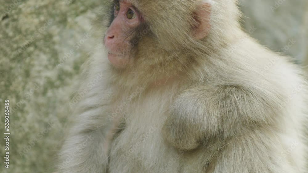 Close up slow motion shot of snow monkey foraging by a hot spring in Nagano, Japan.