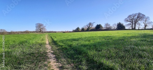 field of grass