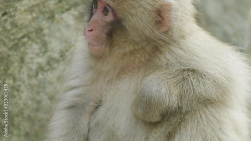 Close up slow motion shot of snow monkey foraging by a hot spring in Nagano, Japan. photo