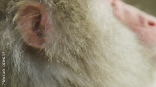 Extreme close up slow motion shot of snow monkey foraging by a hot spring in Nagano, Japan. photo