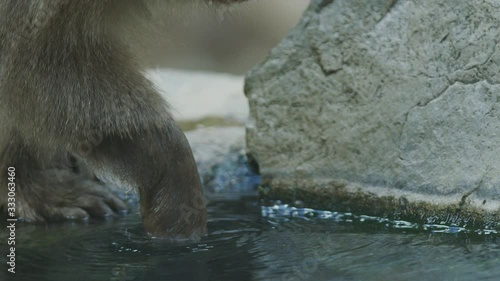 Close up slow motion shot of snow monkey foraging by a hot spring in Nagano, Japan. photo