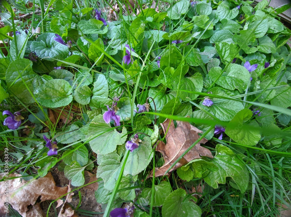 Obraz premium butterfly on a bush