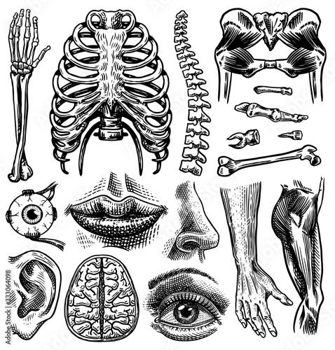 Anatomy of human bones and muscles set. Organ systems. Body and Thorax and pelvis, heart and brain, eye and spine, sensory cortex collection. Leg and arm. Hand drawn engraved biology illustration.